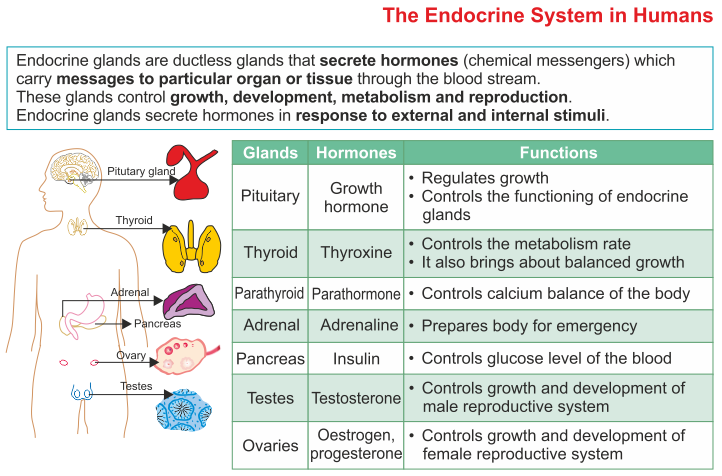 Endocrine Glands Hormones And Functions Chart